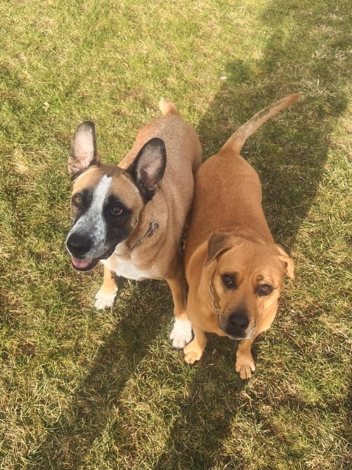 Instagram post from petvillas. This post is in position 0.