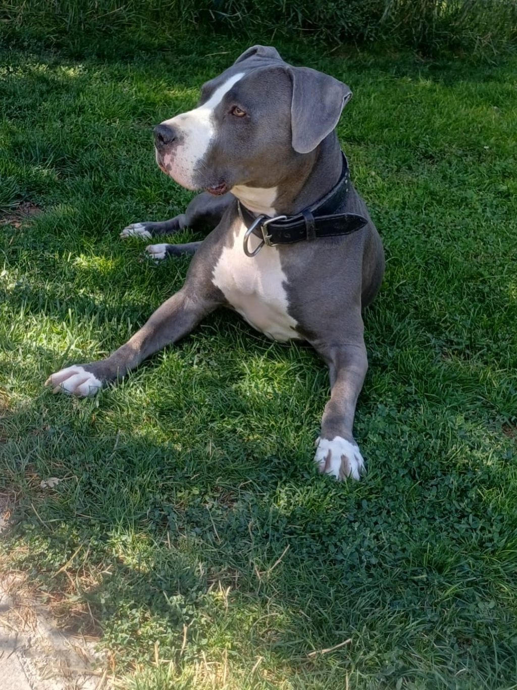 Instagram post from petvillas. This post is in position 0.