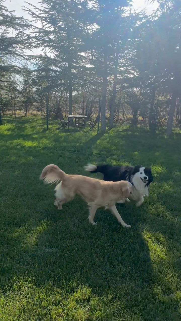 Instagram post from petvillas. This post is in position 0.