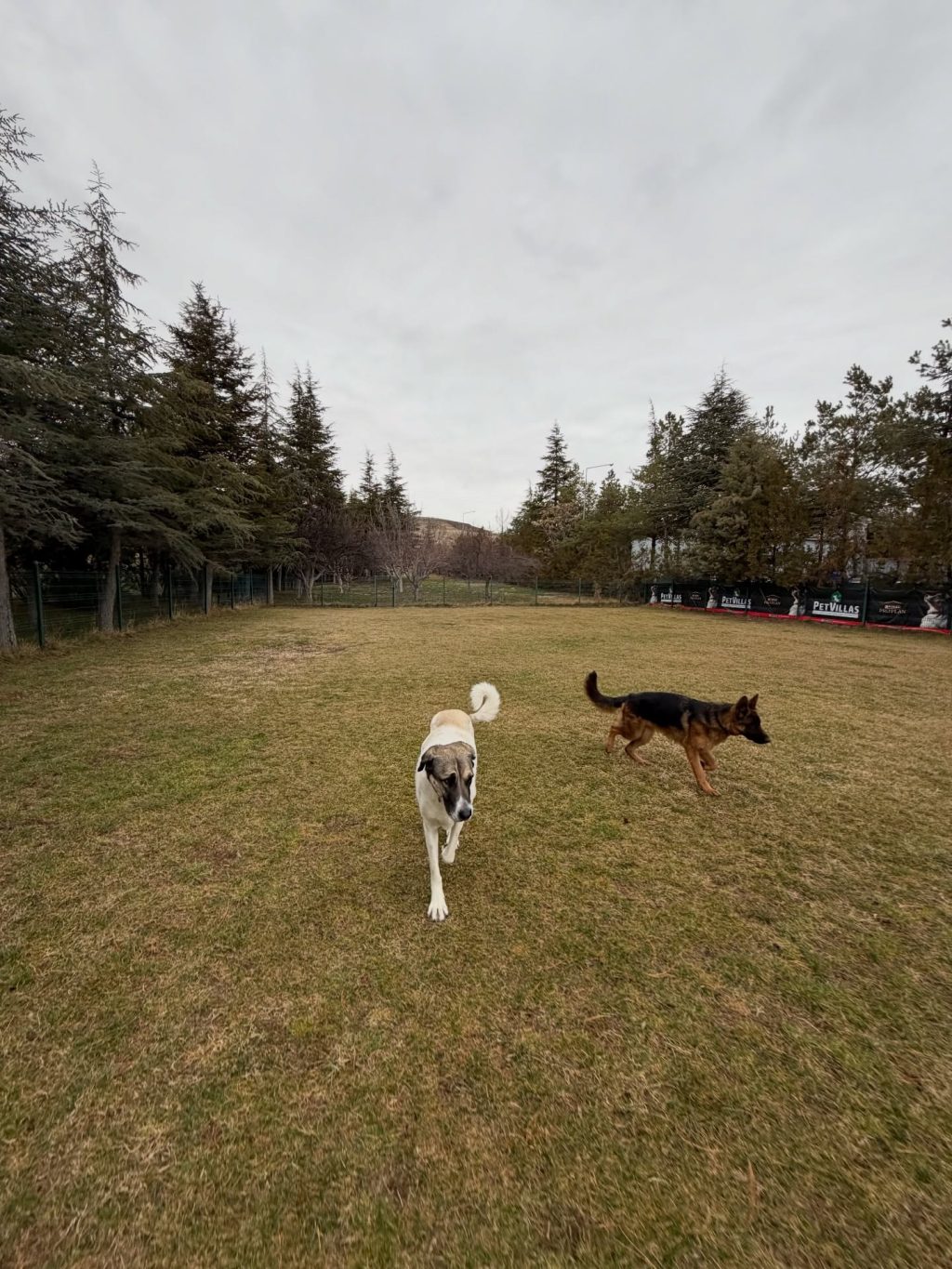Instagram post from petvillas. This post is in position 1.