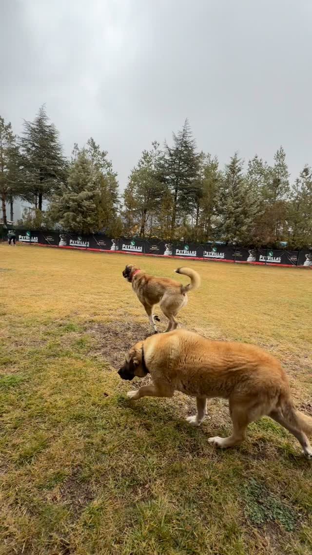 Instagram post from petvillas. This post is in position 7.