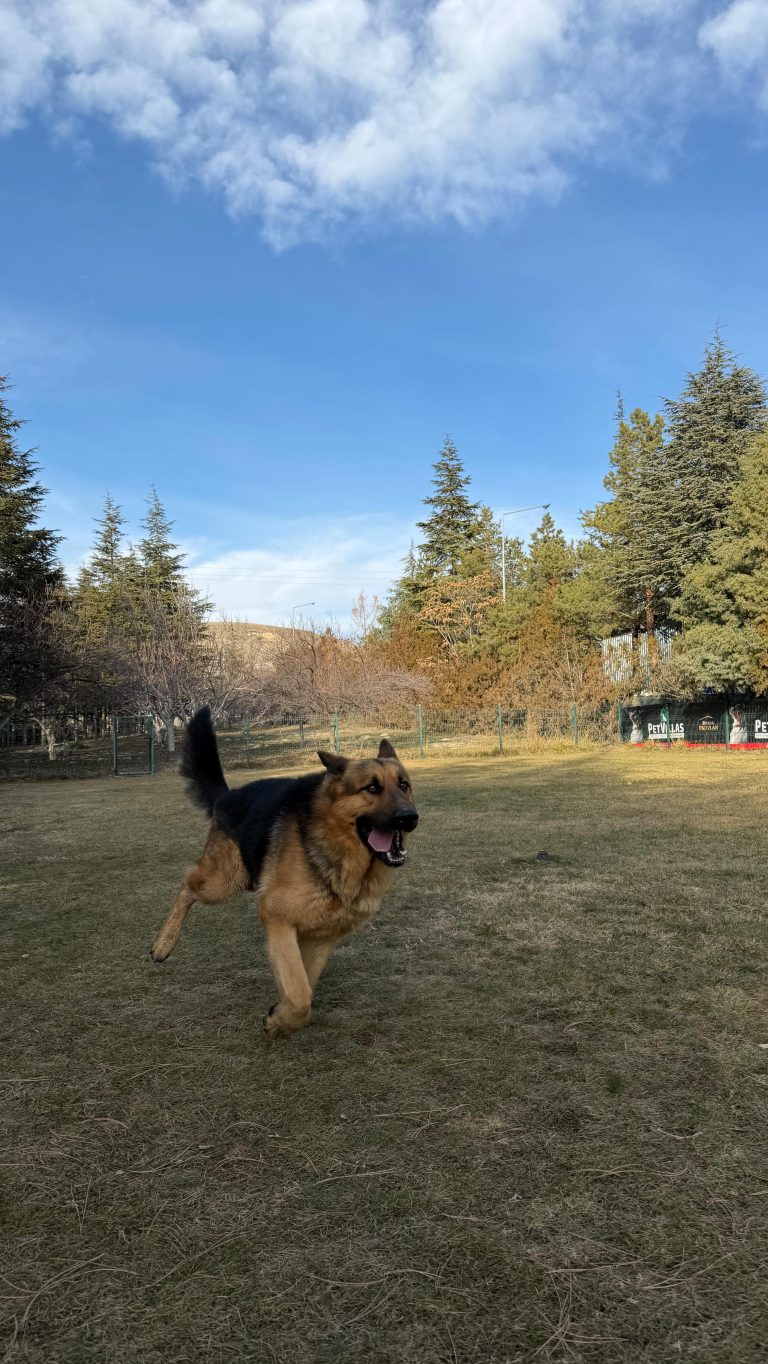 Instagram post from petvillas. This post is in position 1.