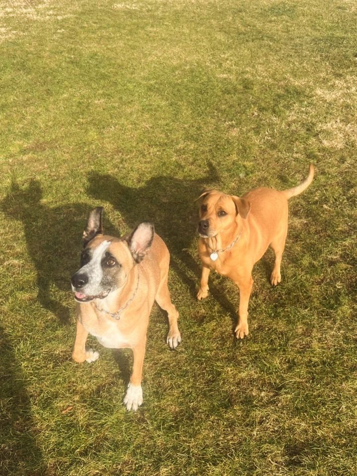 Instagram post from petvillas. This post is in position 1.