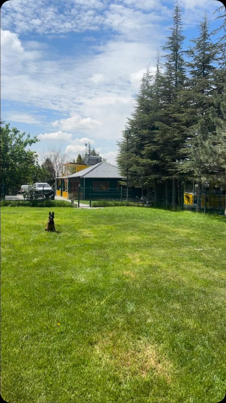 Instagram post from petvillas. This post is in position 8.