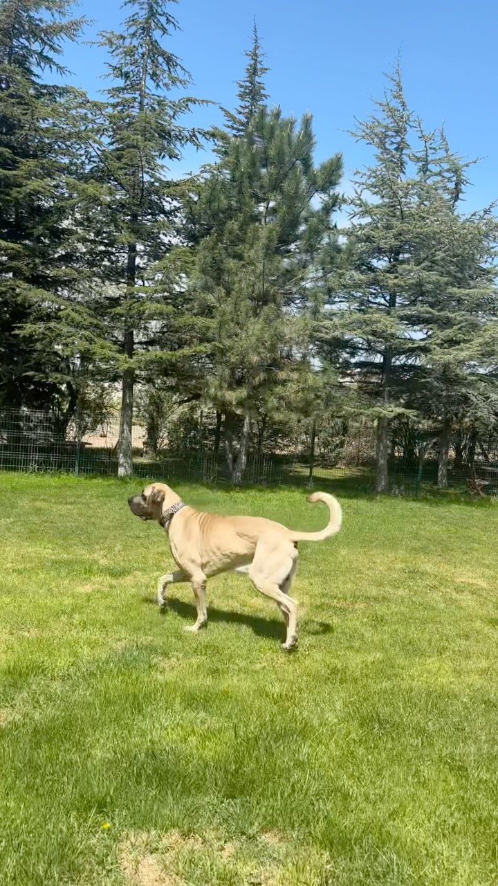 Instagram post from petvillas. This post is in position 1.