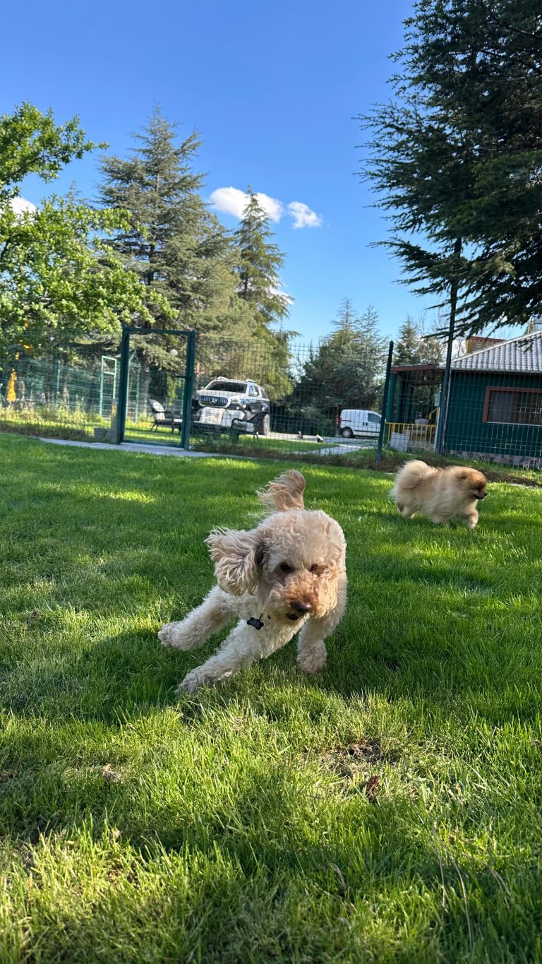 Instagram post from petvillas. This post is in position 5.