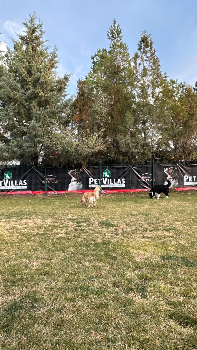 Instagram post from petvillas. This post is in position 10.