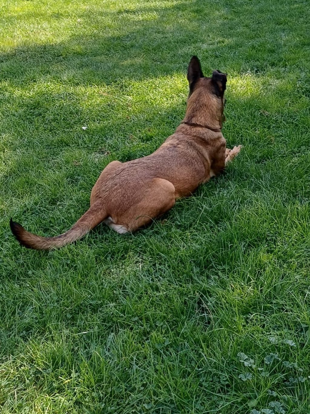 Instagram post from petvillas. This post is in position 3.