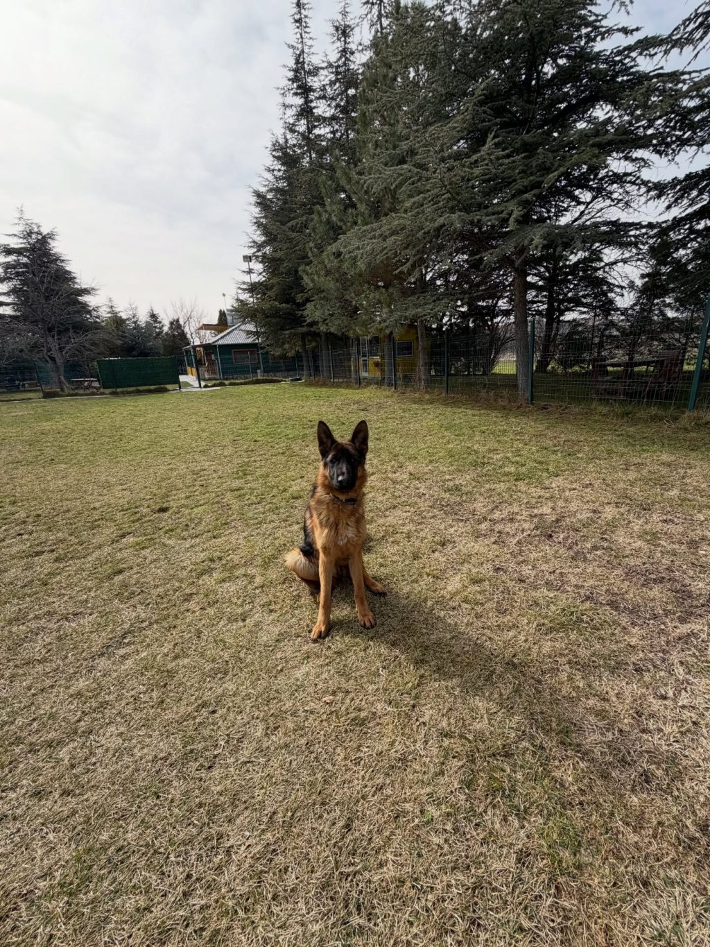 Instagram post from petvillas. This post is in position 3.