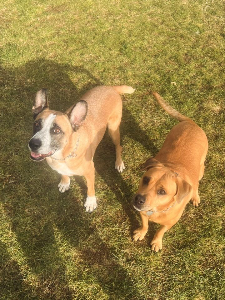 Instagram post from petvillas. This post is in position 2.