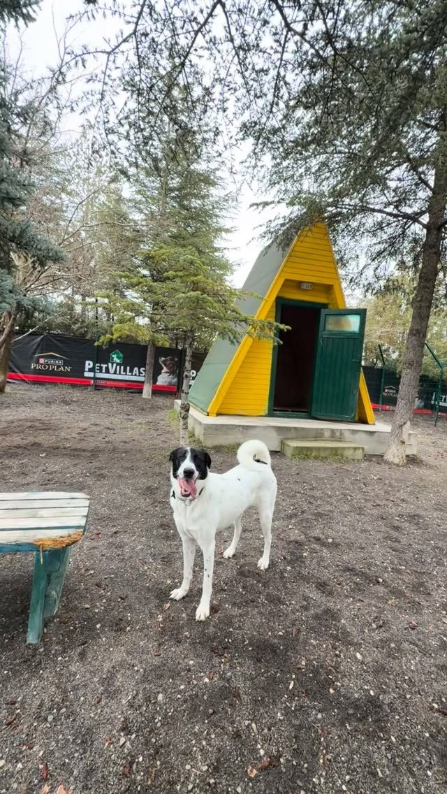 Instagram post from petvillas. This post is in position 1.