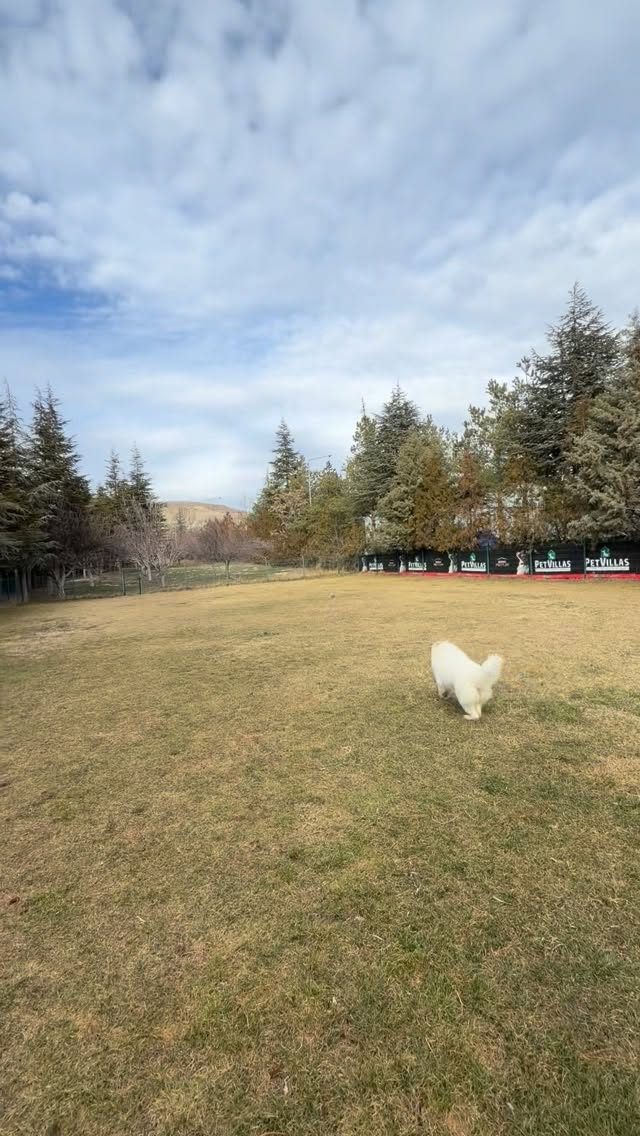 Instagram post from petvillas. This post is in position 10.
