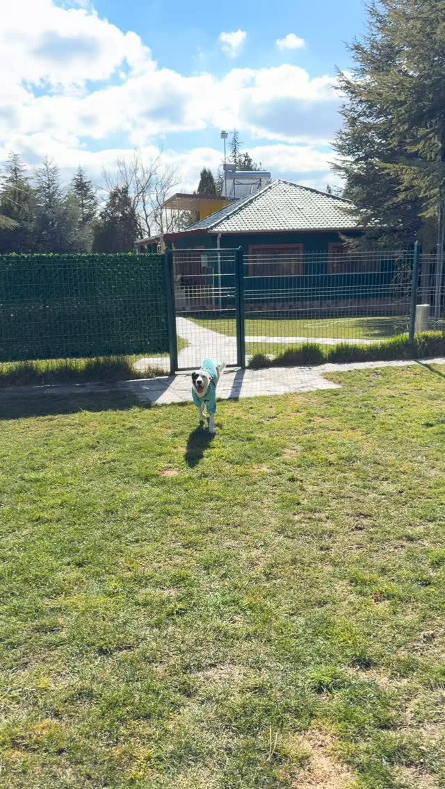 Instagram post from petvillas. This post is in position 2.