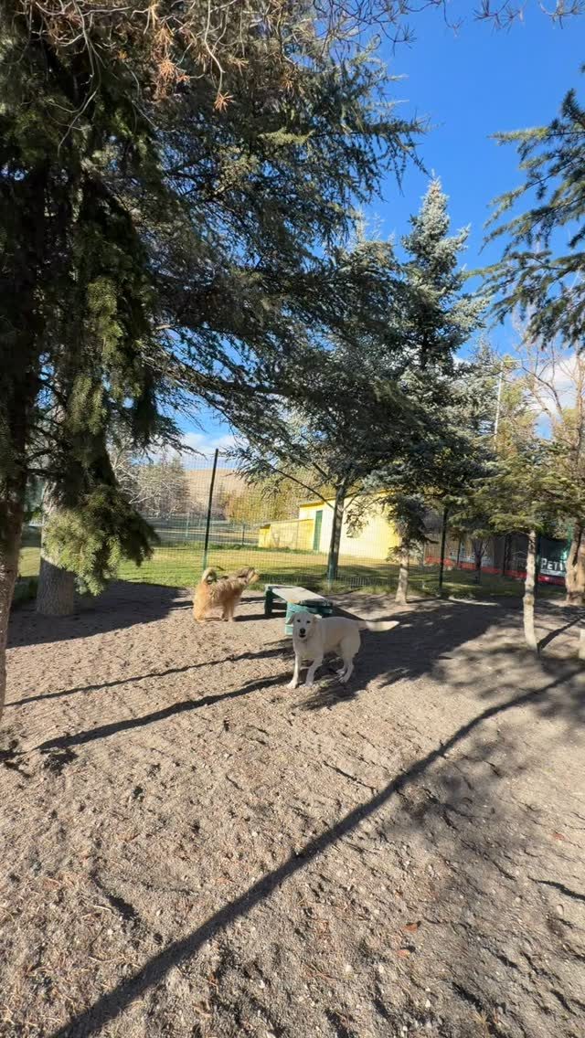 Instagram post from petvillas. This post is in position 4.