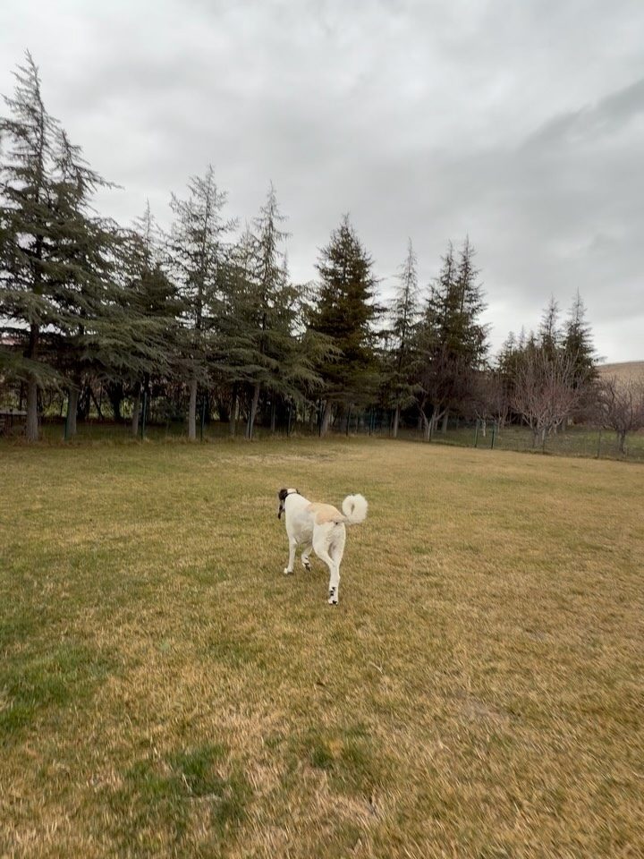 Instagram post from petvillas. This post is in position 6.