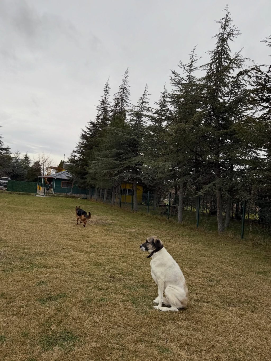 Instagram post from petvillas. This post is in position 7.