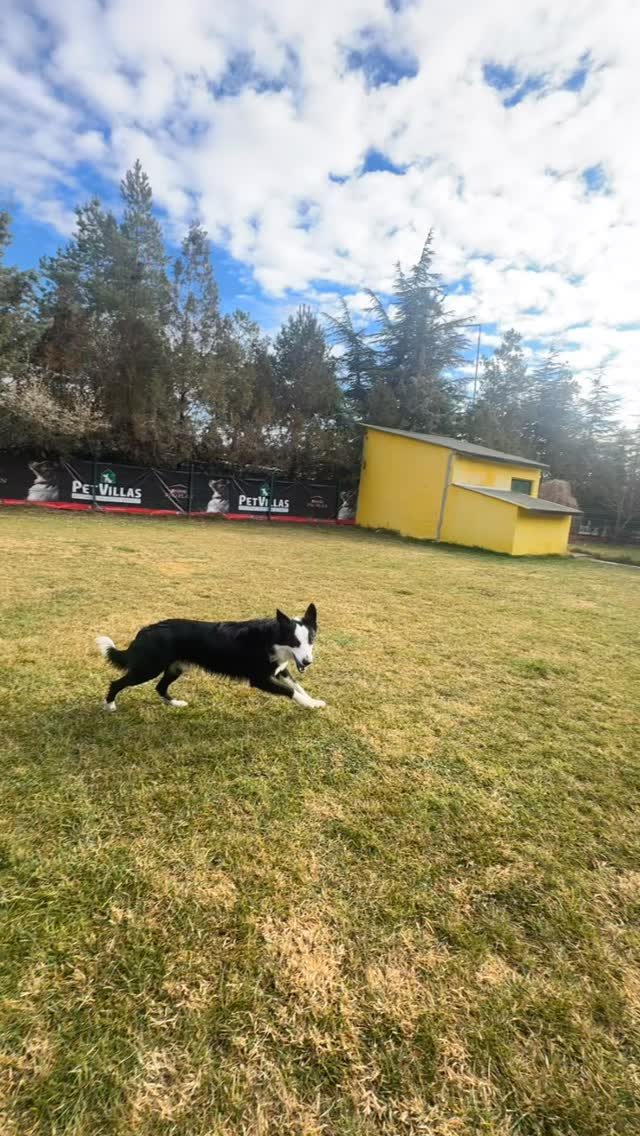 Instagram post from petvillas. This post is in position 5.