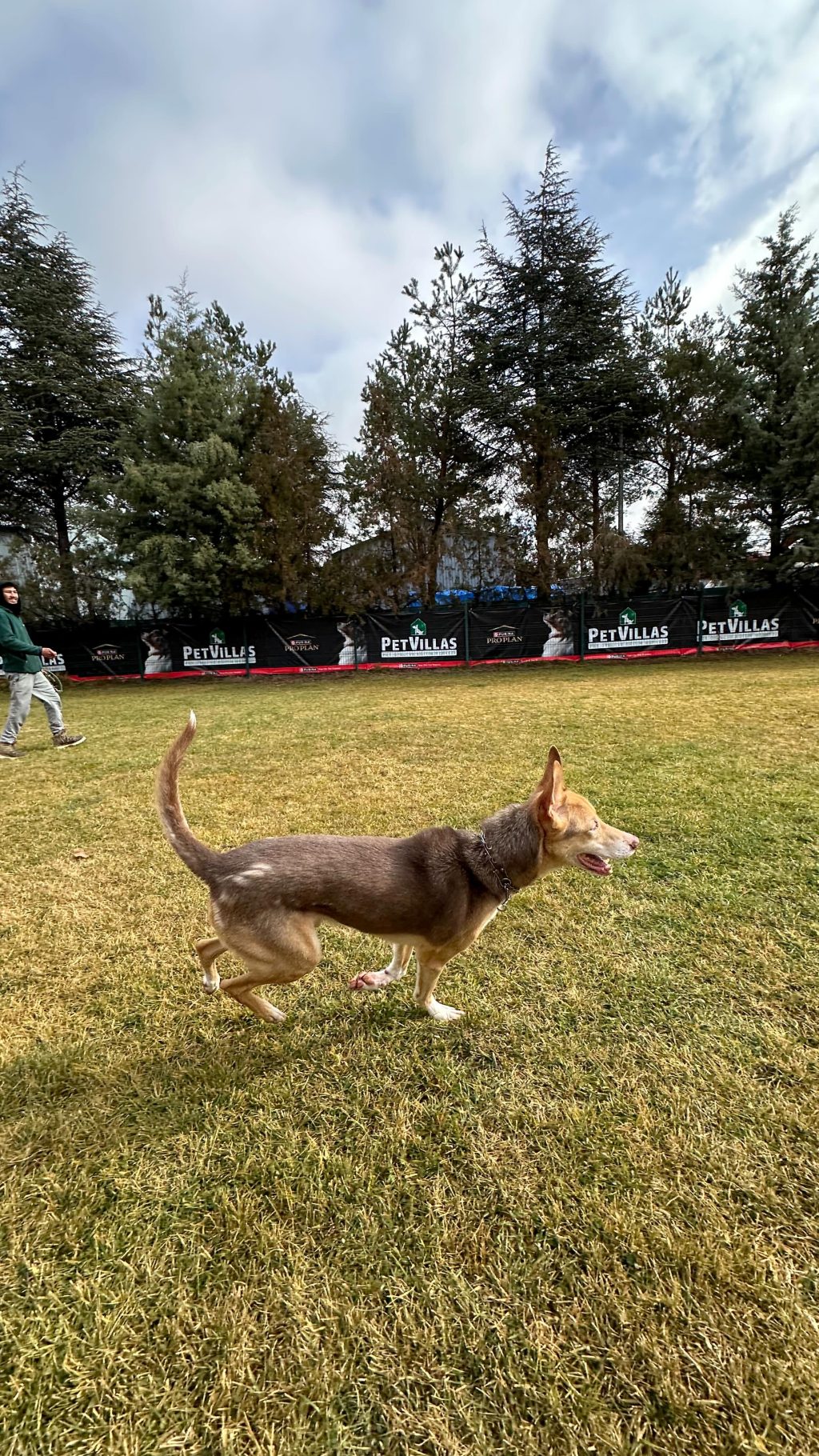 Instagram post from petvillas. This post is in position 2.