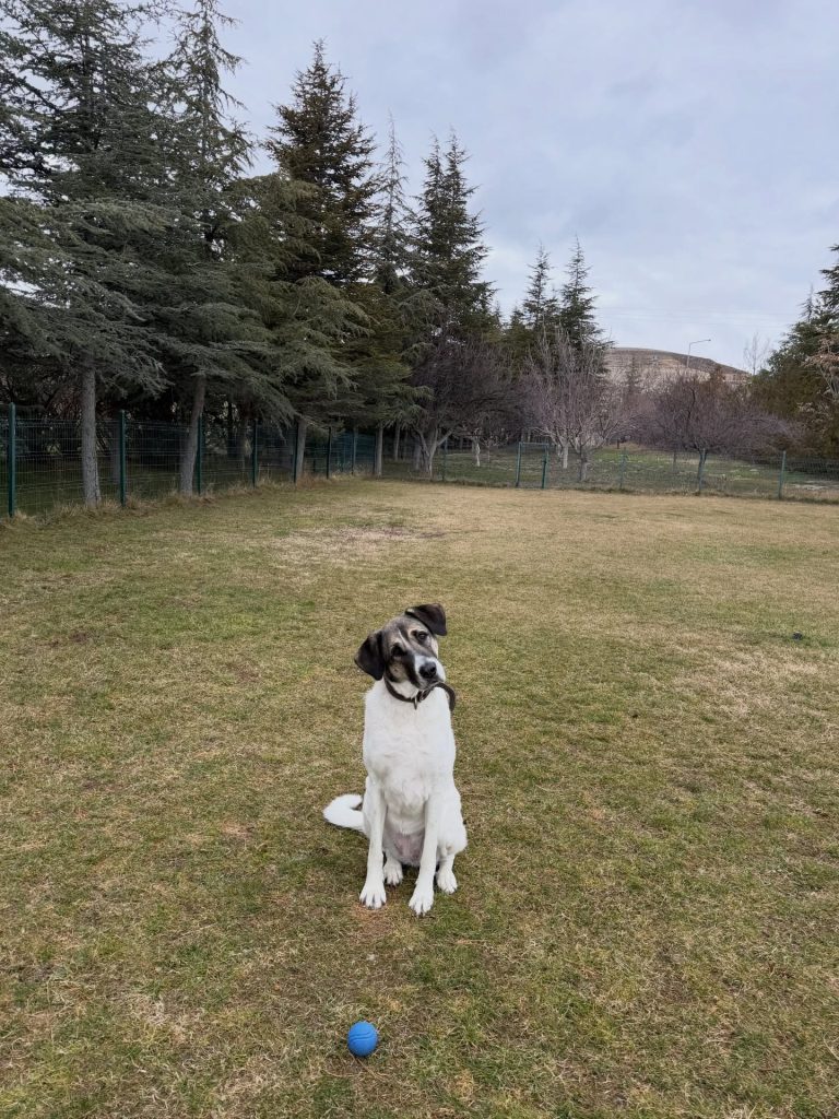 Instagram post from petvillas. This post is in position 7.