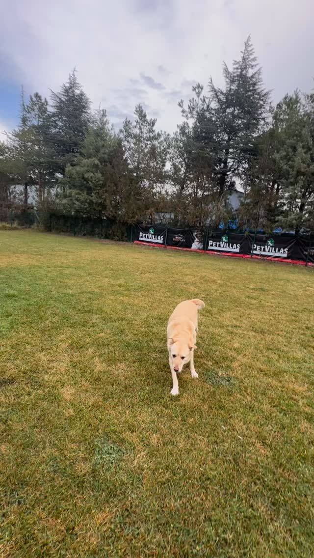 Instagram post from petvillas. This post is in position 8.