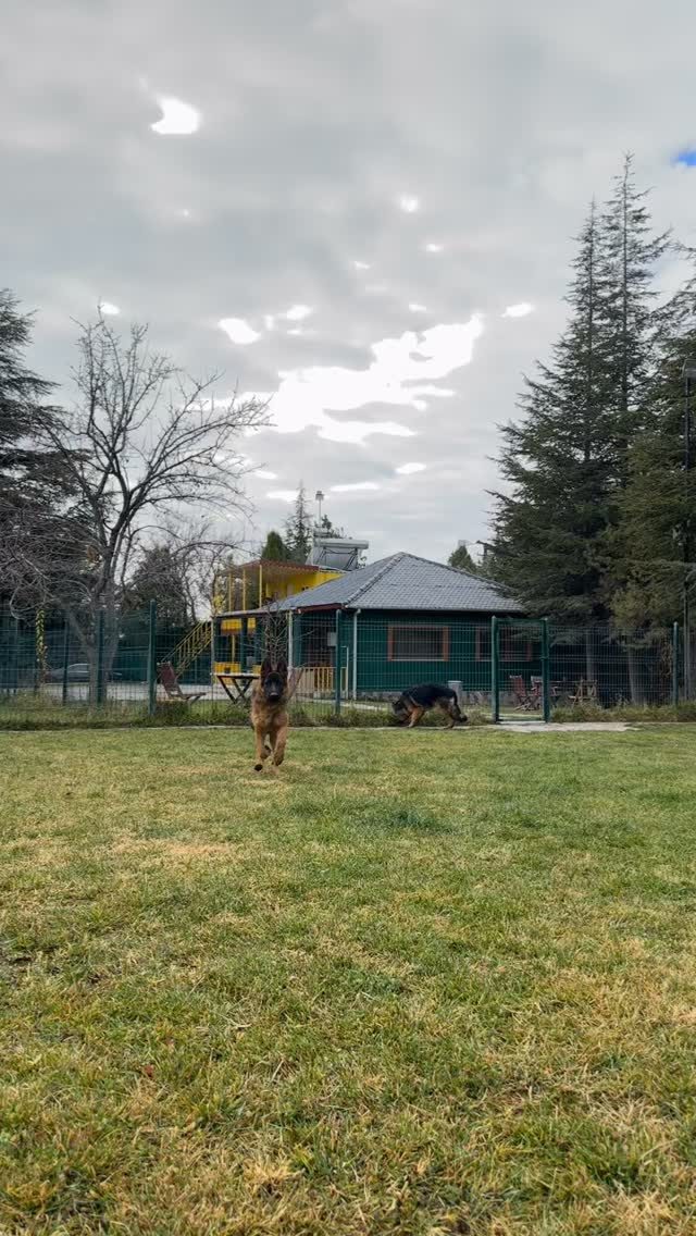 Instagram post from petvillas. This post is in position 9.