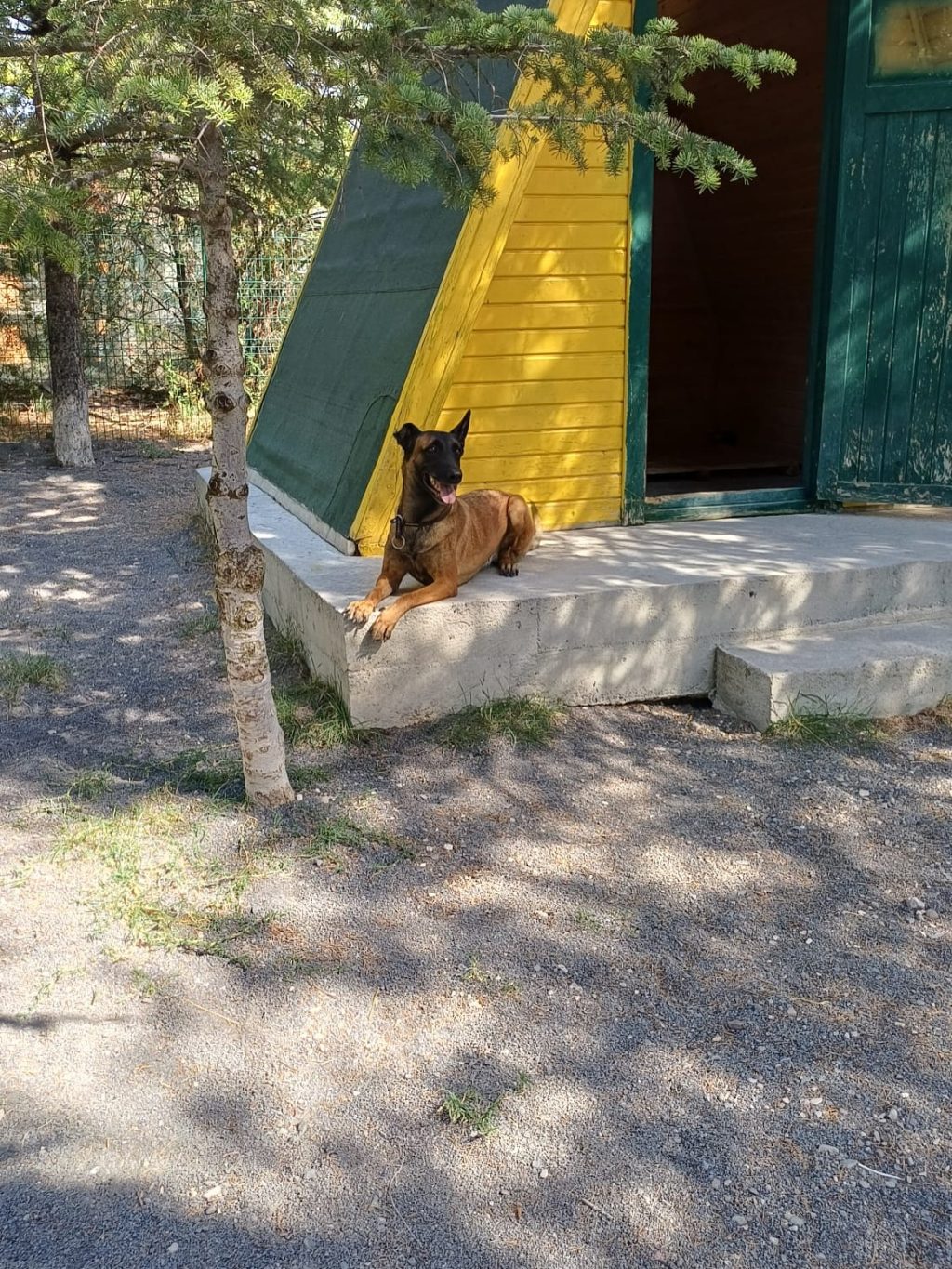 Instagram post from petvillas. This post is in position 0.