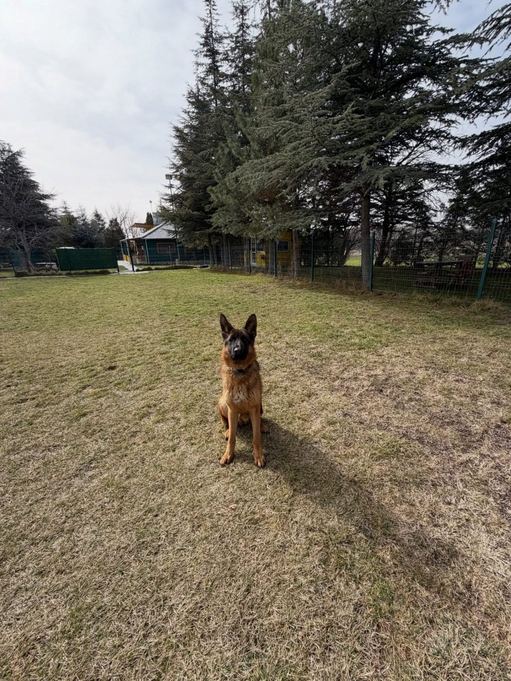 Instagram post from petvillas. This post is in position 0.